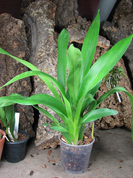 Oncidium Ron's Rippling Delight 'Pacific Parfait'.jpg