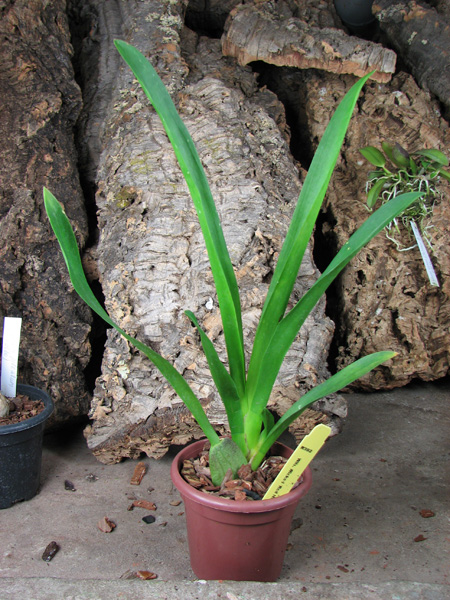 Wilsonara Wicked 'Red Head'.jpg