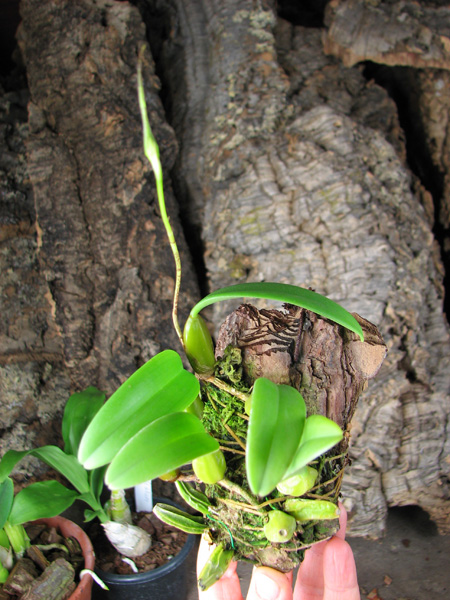 Bulbophyllum putidum.jpg