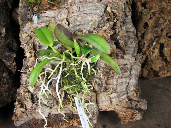 Laelia alaori escura x self.jpg