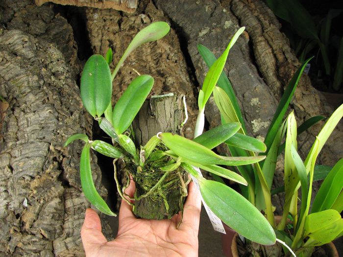 Laelia alaori suave 'Binot' x Cattleya luteola 'Big Star'.jpg