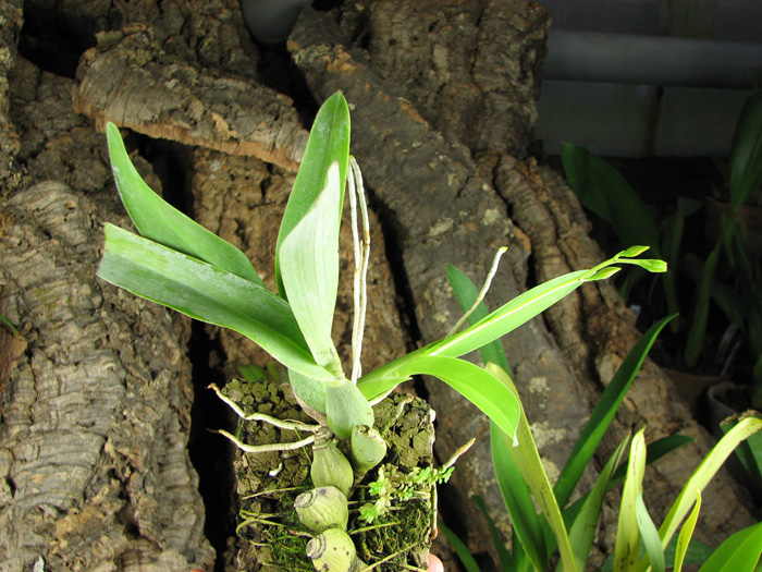 Prosthechea vitellina.jpg