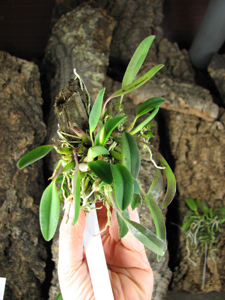 Sophronitis grandiflora.jpg