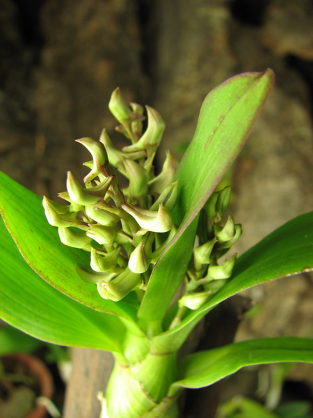 Dendrobium peguanum.jpg