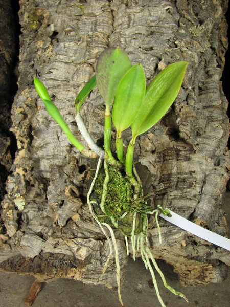 Laelia pumila 'Topázio Vermelho' (Z-71) x Laelia pumila 'Granada'.jpg