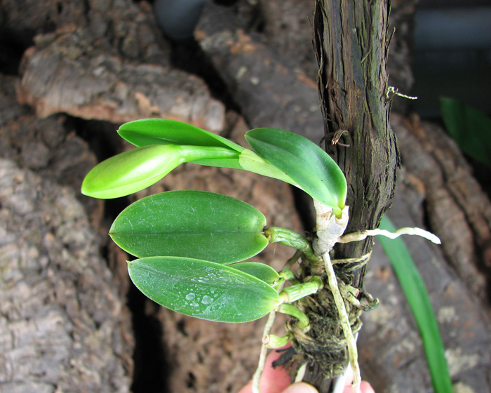 Laelia pumila 'Ruby' (Z-71) x Laelia pumila 'Black Diamond'.jpg