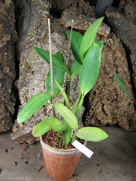 Rlc Waianae Leopard 'Ching Hua'.jpg