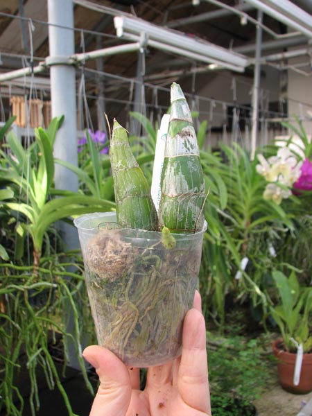 Clowesia Grace Dunn 'Chadds Ford'.jpg