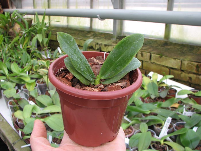 Phalaenopsis tetraspis 'C#1'.jpg