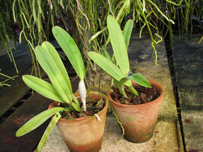 Cattleya trianae.jpg