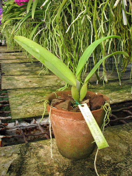 Cattleya labiata amesiana concolor 'Serra Negra' x Cattleya labiata amesiana 'Angel' (Z-43).jpg