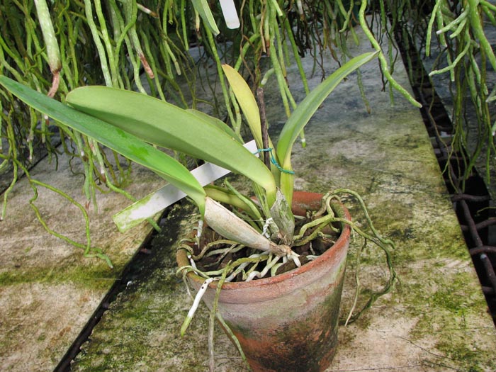 Cattleya labiata amesiana concolor 'Serra Negra' x Cattleya labiata amoena 'Preciosa' (Z-8).jpg