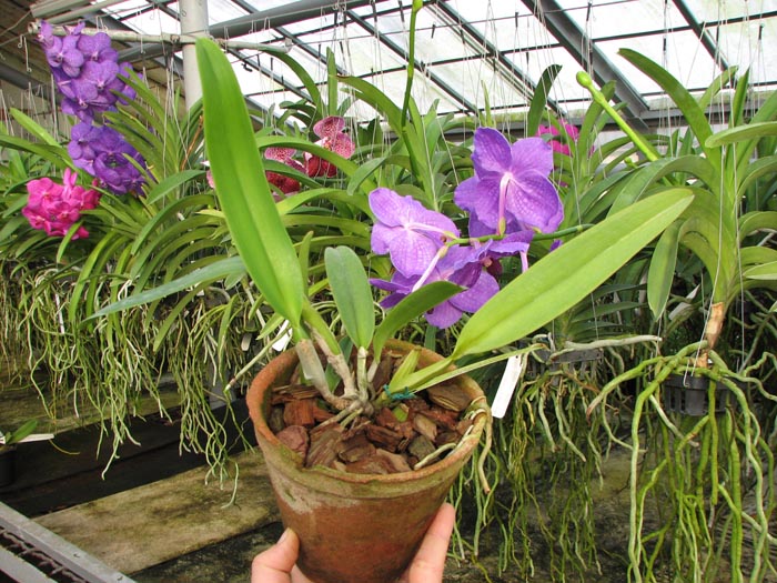 Cattleya labiata amesiana 'Sao Gabriel' (Z-8) x Cattleya labiata amesiana 'Rei Momo' (Z-43).jpg