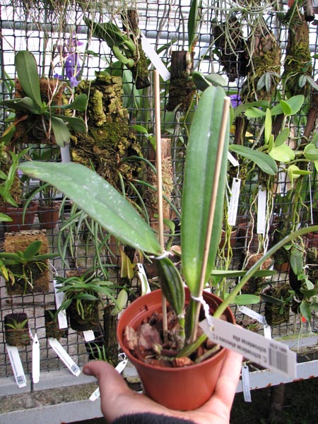 Cattleya schroederae albescens x Cattleya schroederae alba.jpg