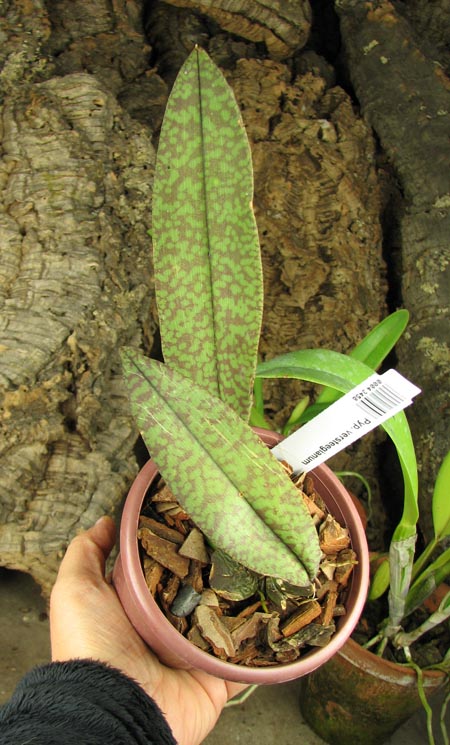 Psychopsis versteegianum.jpg