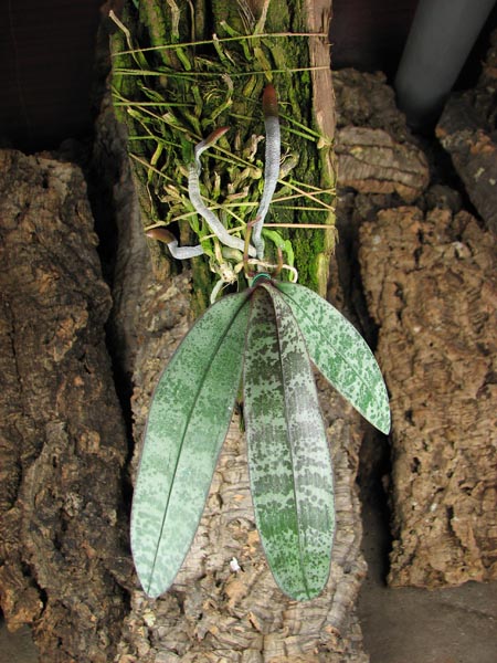 Phalaenopsis schilleriana.jpg