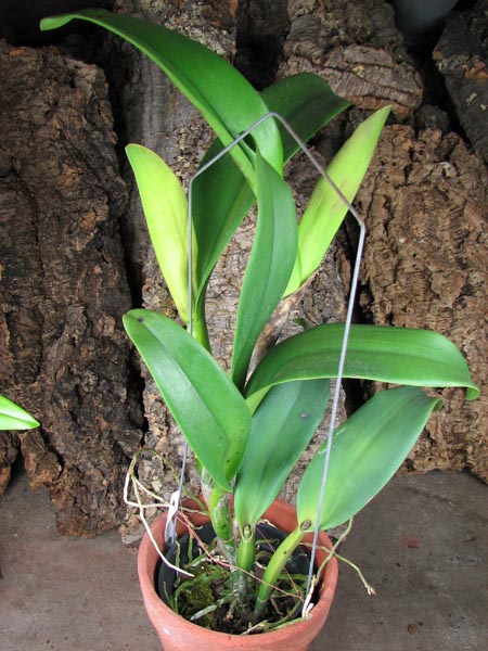 Brassolaeliocattleya Young Kong 'Sun No16'.JPG