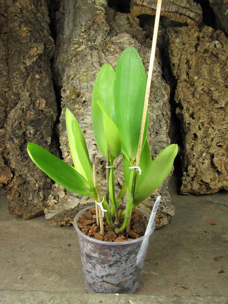 Cattleya Penny Kuroda x Laeliocattleya Amber Penny.jpg