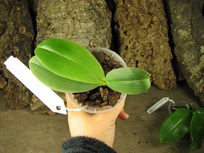 Phalaenopsis Gigabell.jpg