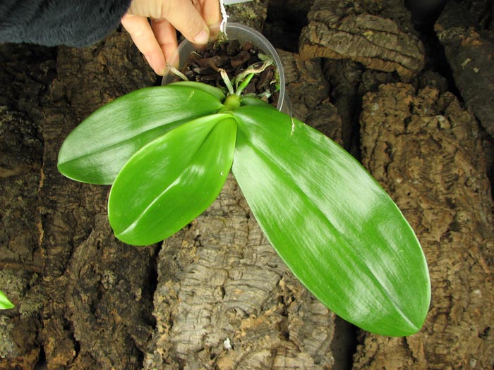 Phalaenopsis gigantea x hieroglyphica dark.jpg
