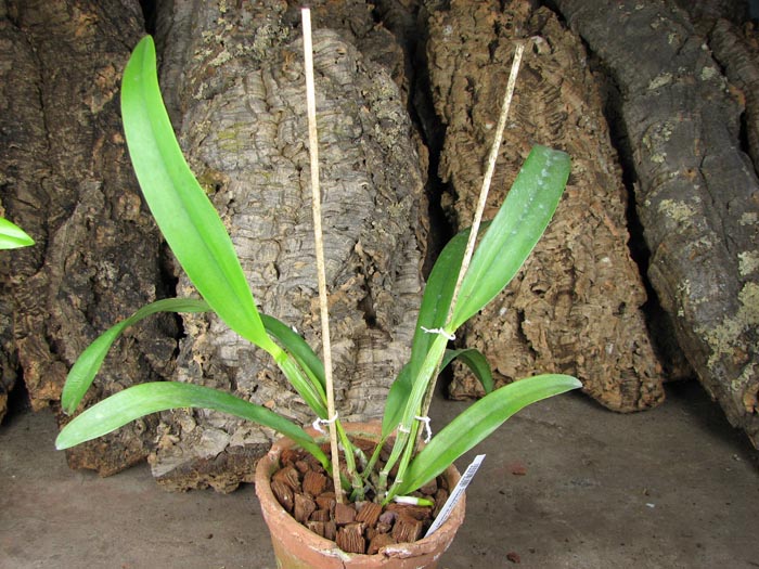Brassolaeliocattleya (Julio Barbiero x Saint Helena Sound).jpg