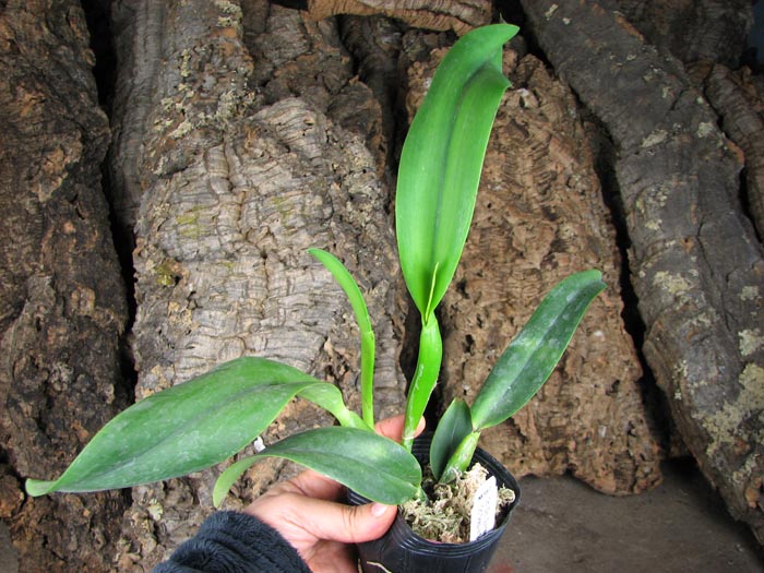 Cattlianthe Sunrise Doll 'AV'.JPG