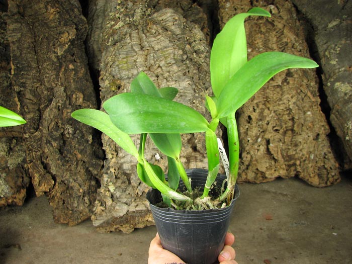 Potinara Burana Angel 'Hsinying'.jpg