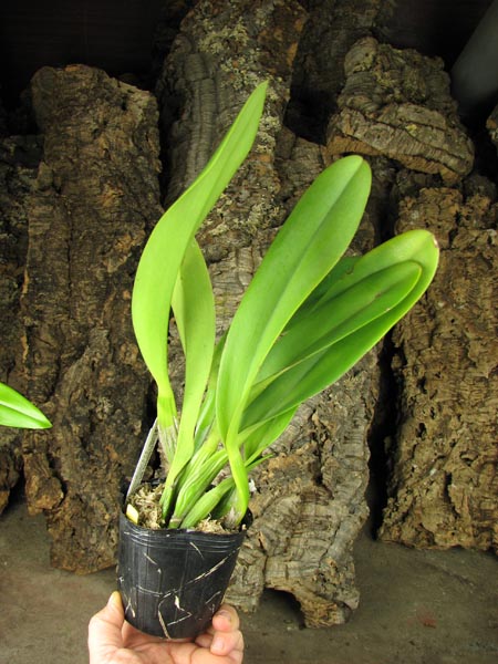 Brassolaeliocattleya Toshie's Magic 'Hsinying'.jpg