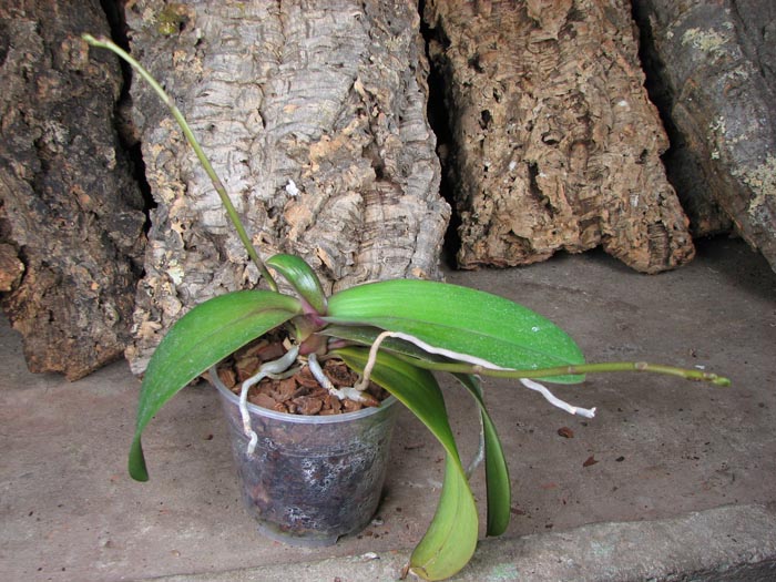 Doritaenopsis Mary Ames x Phalaenopsis Ever Spring Girl.jpg