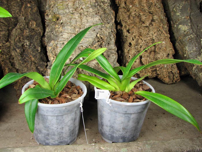 Phragmipedium kovachii.jpg