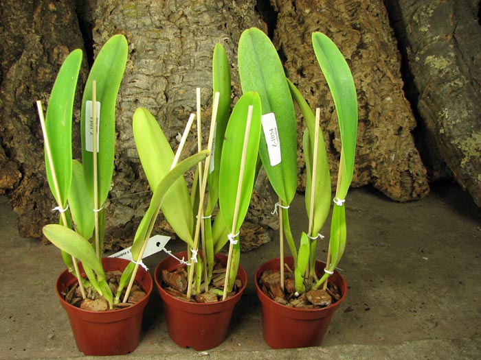 Cattleya dowiana x SELF.jpg