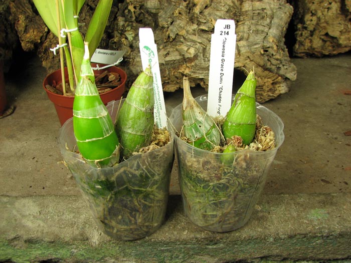 clowesia grace dunn chadds ford.jpg