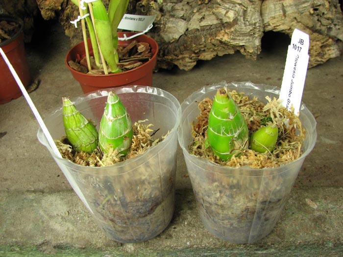 Clowesia Jumbo Grace 'Jumbo Orchids'.jpg