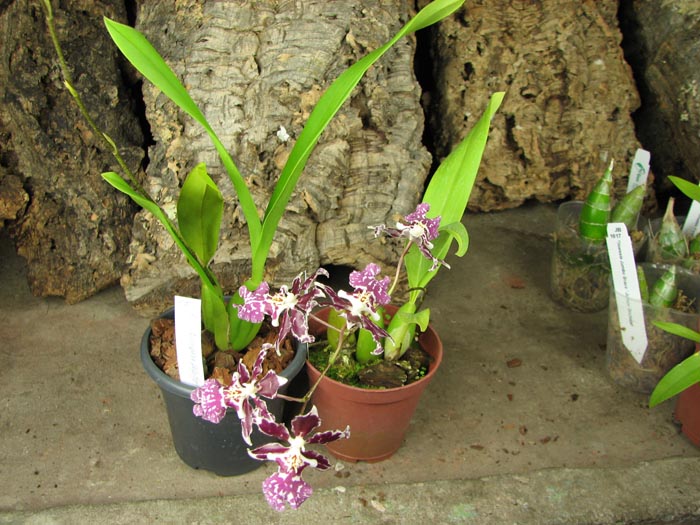 Oncidium Namboh Waltz 'Boso Sweet'.jpg