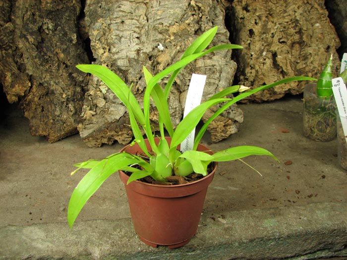 Oncidium Twinkle 'CT Flamingo'.jpg