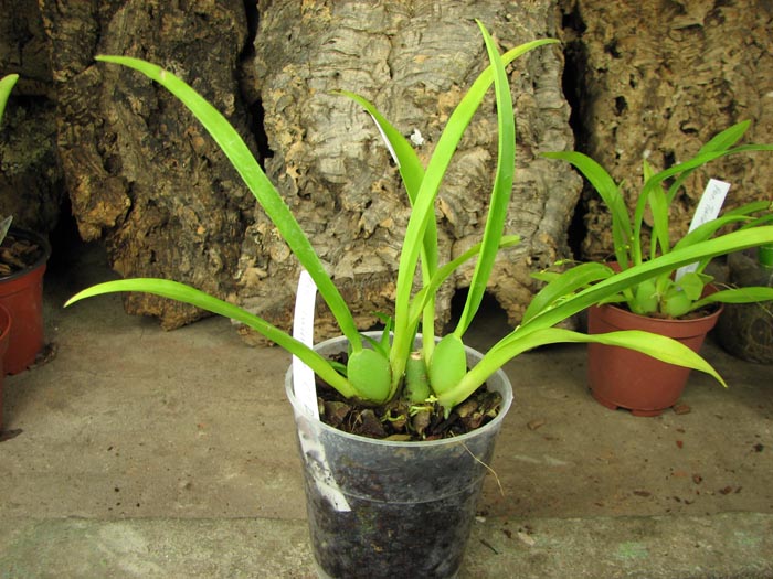 Oncidium Twinkle 'CT Delight'.jpg