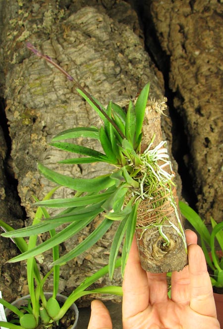Oncidium (Tolumnia) Jairak Hybrids.jpg