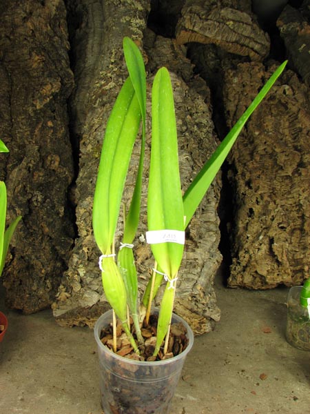 Laelia purpurata schusteriana 'Labelo Negro' x Laelia purpurata schusteriana 'AWZ'.jpg
