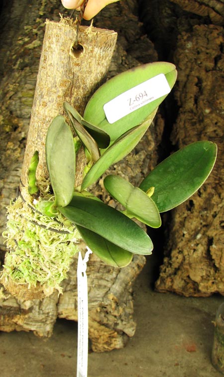 Cattleya schilleriana coerulea '1' x Cattleya schilleriana coerulea 'A'.jpg
