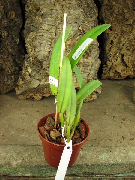 Cattleya maxima rubra 'Lojana' x SELF.jpg