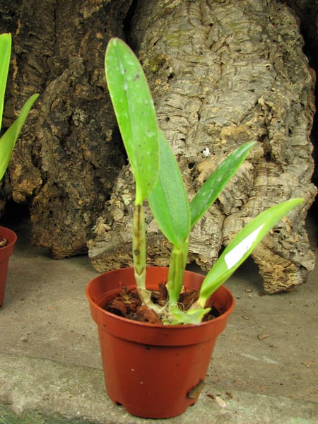 Cattleya maxima rubra 'Peruana' x SELF.jpg