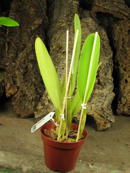 Cattleya dowiana x SELF.jpg