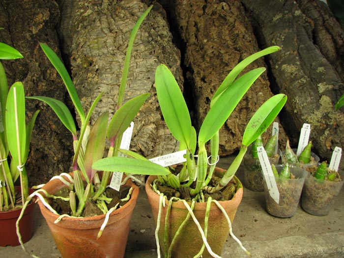 Cattleya lueddemanniana escura x Cattleya lueddemanniana 'America'.jpg