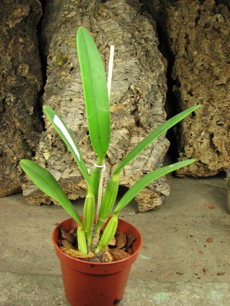 Cattleya lueddemanniana tipo 'Pinky' x Cattleya lueddemanniana rubra 'Gesia'.jpg