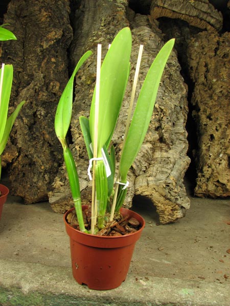 Cattleya lueddemanniana concolor 'Clara' x self.jpg