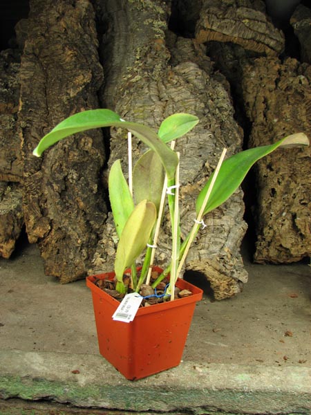 Cattleya jenmanii coerulea 'Pedra Azul' x SELF.jpg