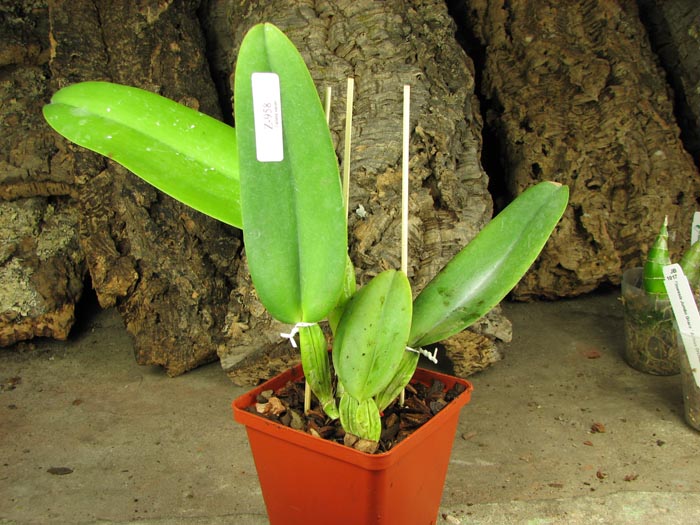 Cattleya warneri concolor-venosa 'Domingos Martins' x SELF.jpg