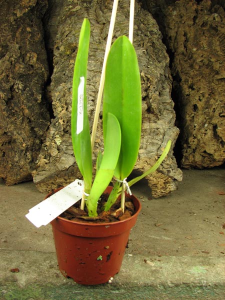 Cattleya rex x SELF.jpg