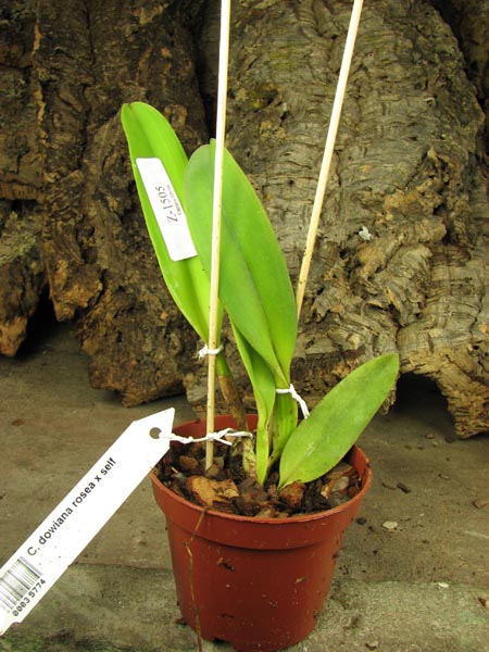 Cattleya dowiana rosea x self.jpg