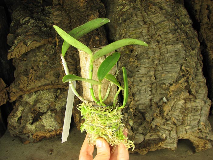 Cattleya aclandiae 'Nigrella' x Cattleya aclandiae 'AM'.jpg
